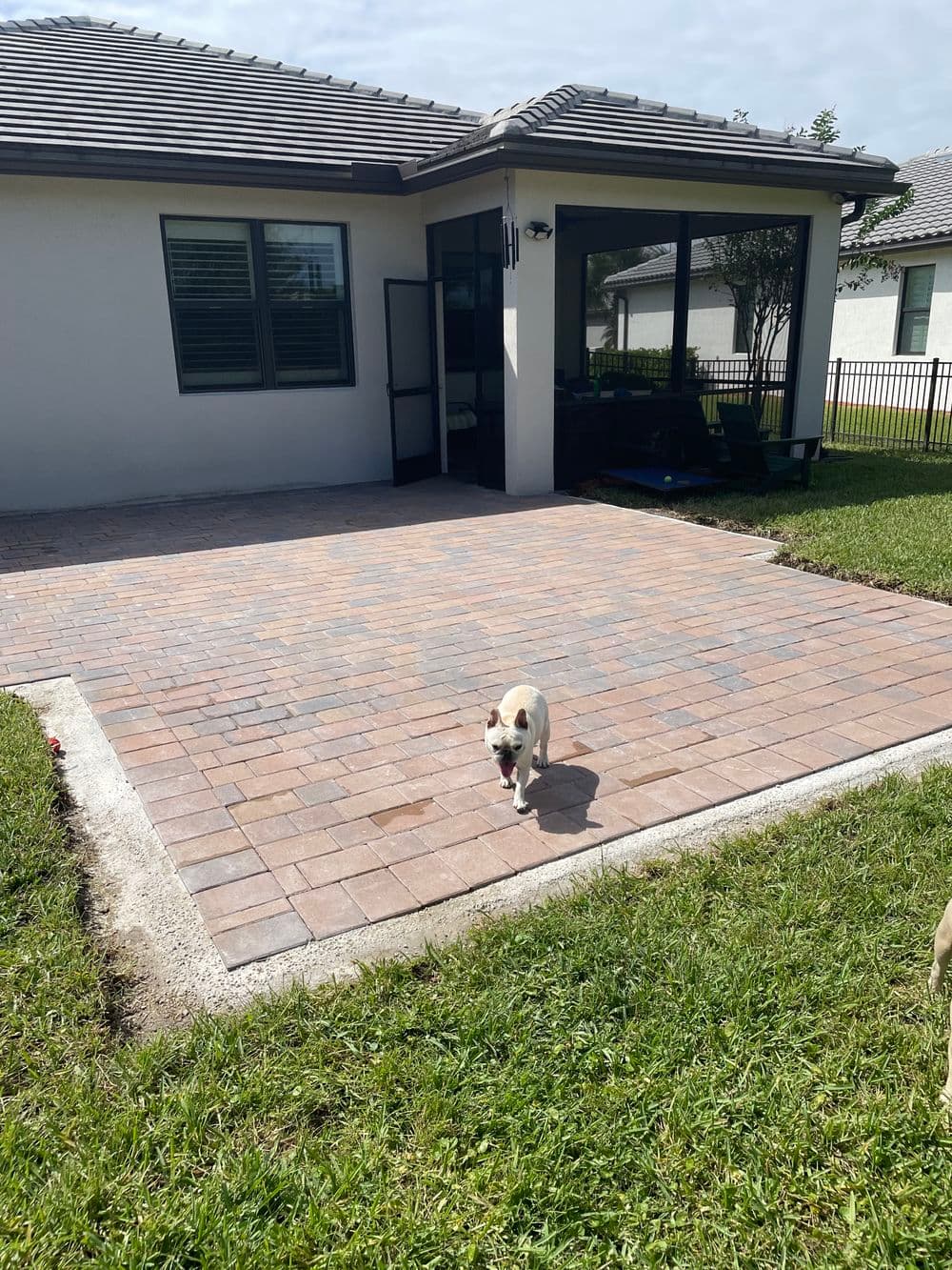 Charming dog walking on a patio with paver stones outside a modern home.