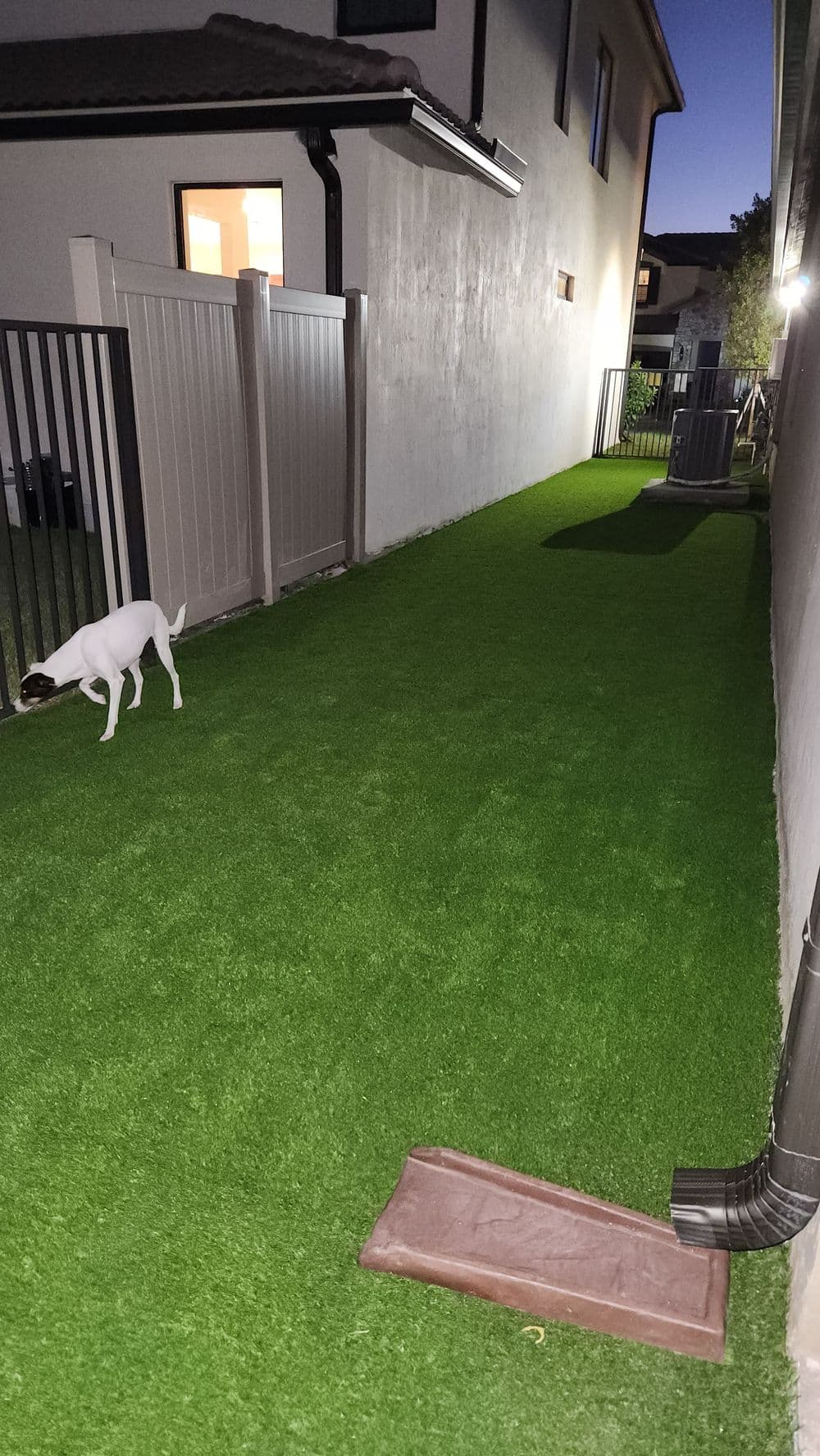 Dog exploring a backyard with artificial grass and a fence at dusk.