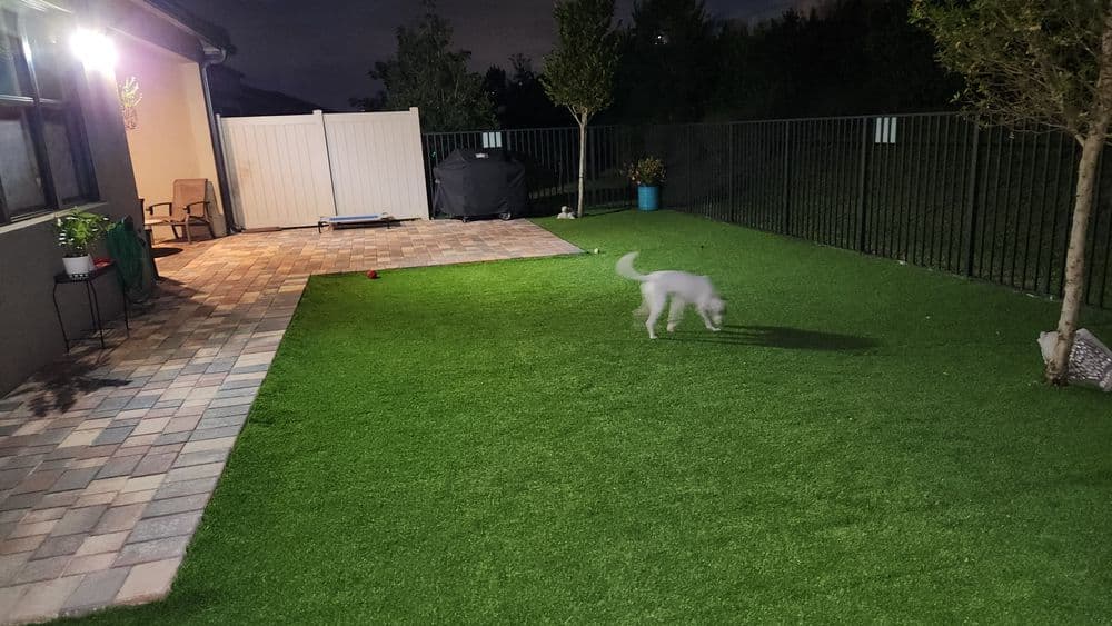 White dog playing on green artificial grass in a well-lit backyard at night.